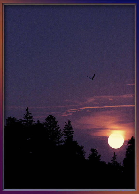 Purple Sunset With Forest Silhouette Poster featuring the photograph Purple Sunset With Sea Gull by Peter V Quenter