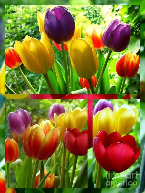 Tulips Poster featuring the photograph Rainbow Tulips Collage 2 by Joan-Violet Stretch