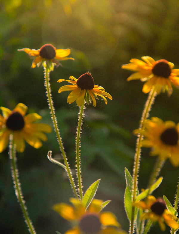 Flower Prints Poster featuring the photograph Reach for the sun by Stacy Abbott