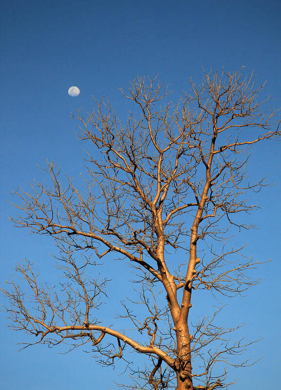 Dormant Tree Poster featuring the photograph Reaching for the moon by Philip Hartnett