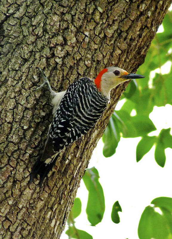 Bird Poster featuring the photograph Red-Bellied Woodpecker. by Chris Kusik