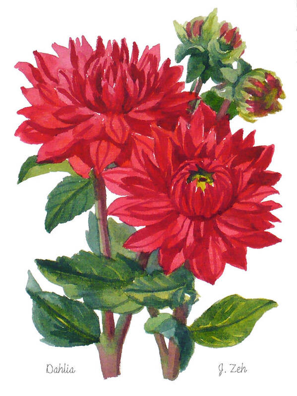 Dahlias Print Poster featuring the painting Red Dahlias by Janet Zeh
