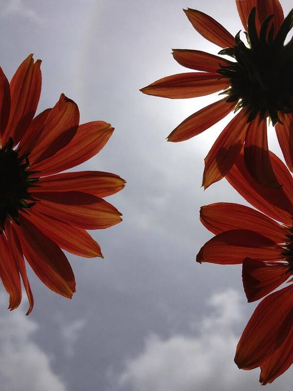 Red Flower Bloom Blooms Flowers Sky Sun Light Clouds Gray Petals Petal Nature Floral Botanical Scoobydrew81 Andrew Rhine Focus Up Contrast Poster featuring the photograph Red Flowers 3 by Andrew Rhine