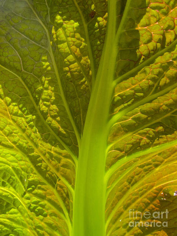 Red Lettuce Close-up Poster featuring the photograph Red Lettuce Veins by Kathryn Barry