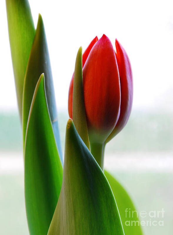 Tulip Poster featuring the photograph Red Tulip Day 1 by Nancy Mueller