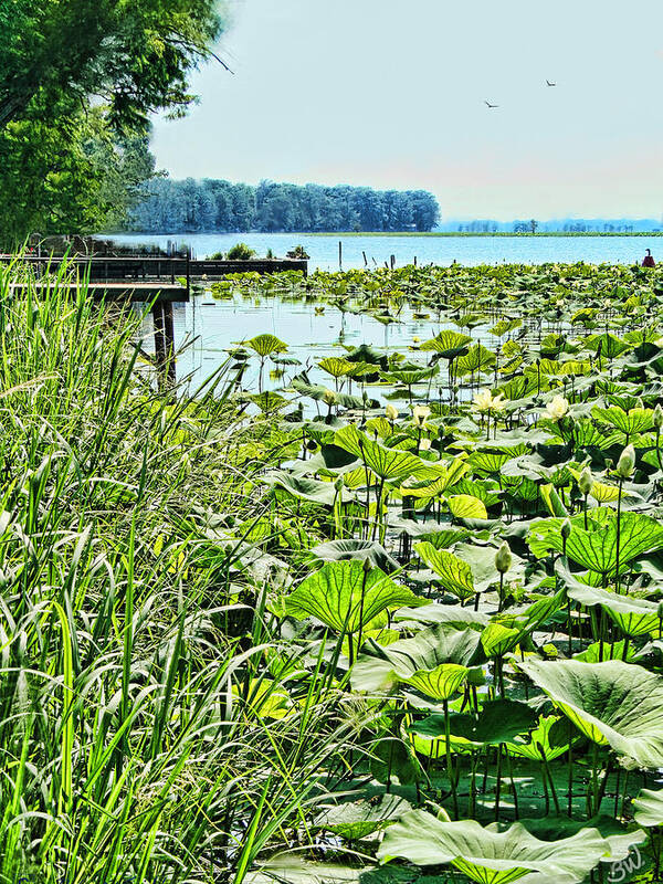 Reelfoot Lake Poster featuring the photograph Reelfoot Lake Lilly Pads by Bonnie Willis
