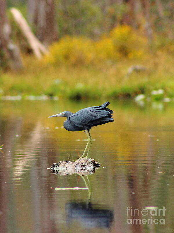 Little Poster featuring the photograph Reflecting Little Blue Heron by Andre Turner