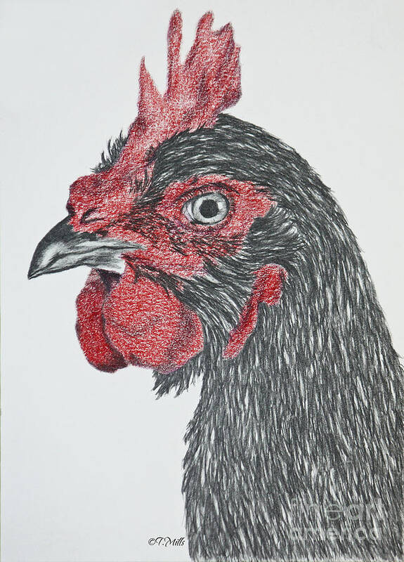Chicken Poster featuring the drawing Rhode Island Red Chicken by Terri Mills