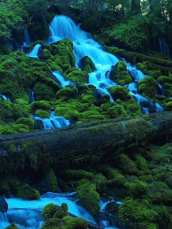 Tree Poster featuring the photograph Right Side of Clearwater Falls by Teri Schuster