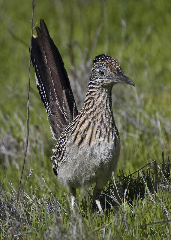 Photography Poster featuring the photograph Roadrunner by Lee Kirchhevel