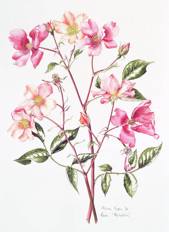 Still-life Poster featuring the painting Rosa Mutabilis by Alison Cooper