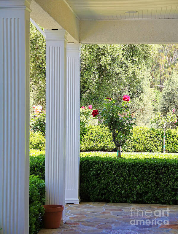 Roses Poster featuring the photograph Rose and Front Porch by Jack Schultz