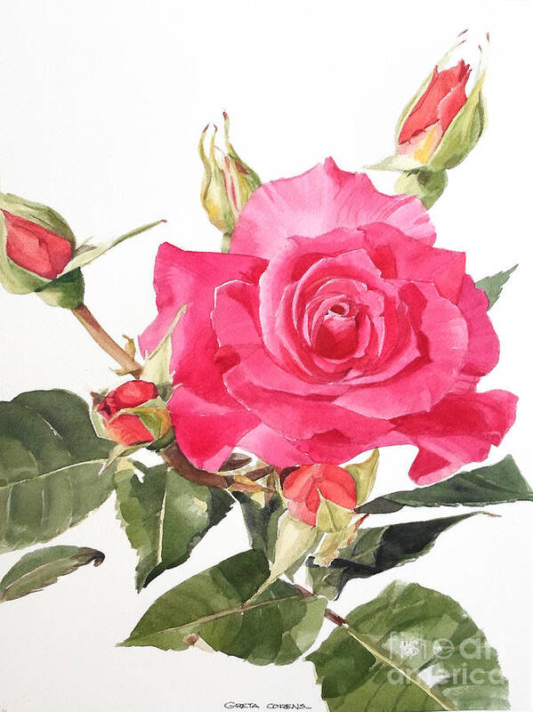 Greta Corens Artist Poster featuring the painting Watercolor Red Rose Margaret by Greta Corens