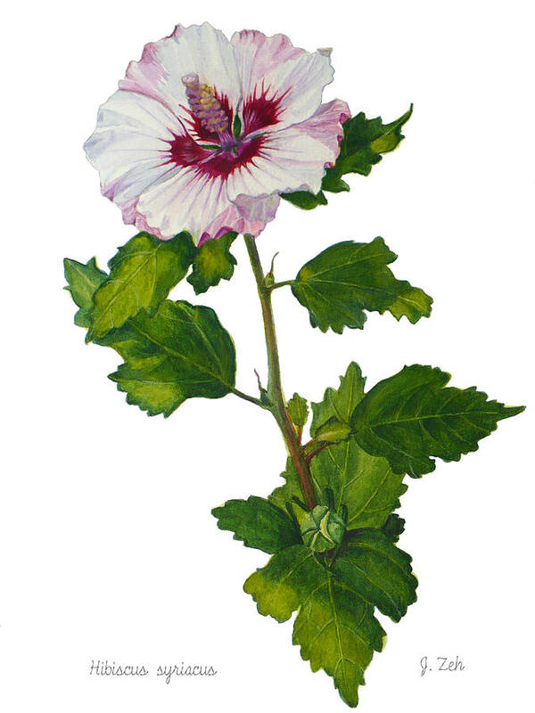 Hibiscus Poster featuring the painting Rose of Sharon - Hibiscus syriacus by Janet Zeh