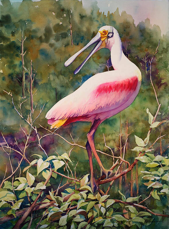 Roseate Spoonbill Poster featuring the painting Roseate Spoonbill III by Sue Zimmermann