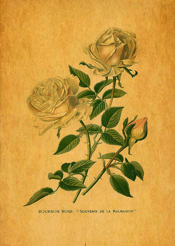 Roses Are Golden Poster featuring the digital art Roses are Golden by Sarah Vernon