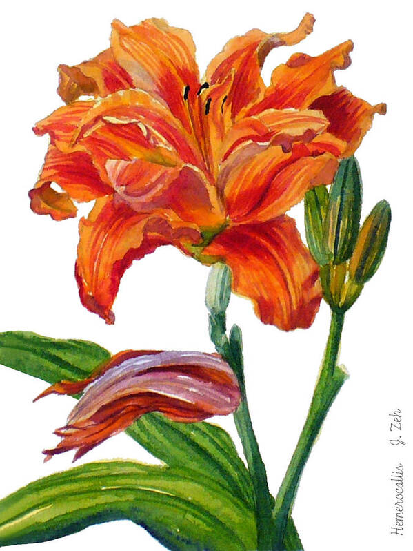 Daylily Poster featuring the painting Ruffled Orange Daylily - Hemerocallis by Janet Zeh