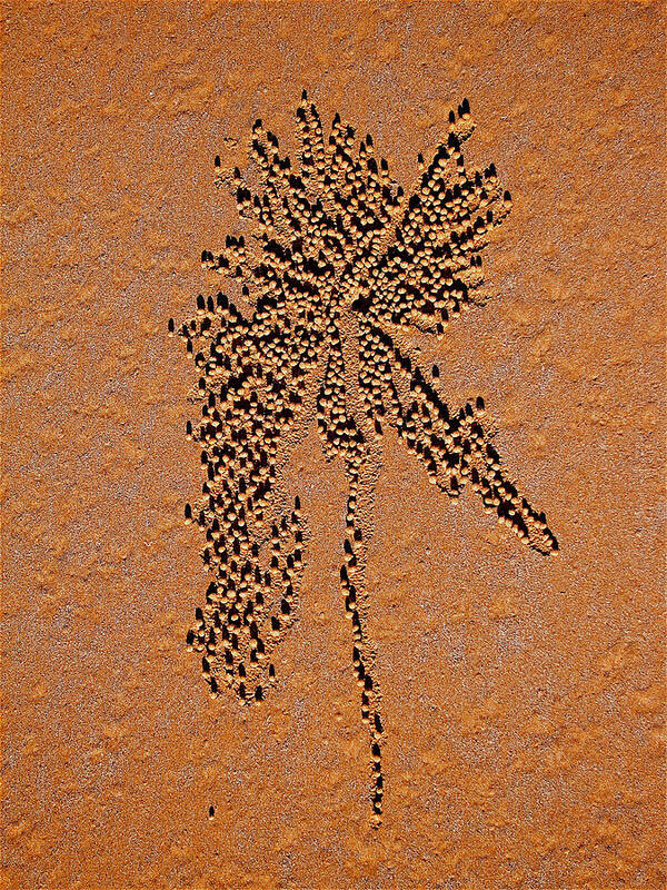 Sand Poster featuring the photograph Sand crab patterns 2 by Jocelyn Kahawai