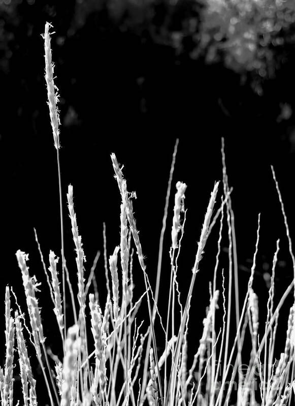 Digital Black And White Photo Poster featuring the digital art Santa Fe Grass 1 BW by Tim Richards