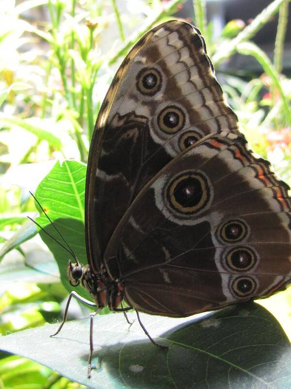 Scarce Morpho Poster featuring the photograph Scarce Morpho by Jennifer Wheatley Wolf