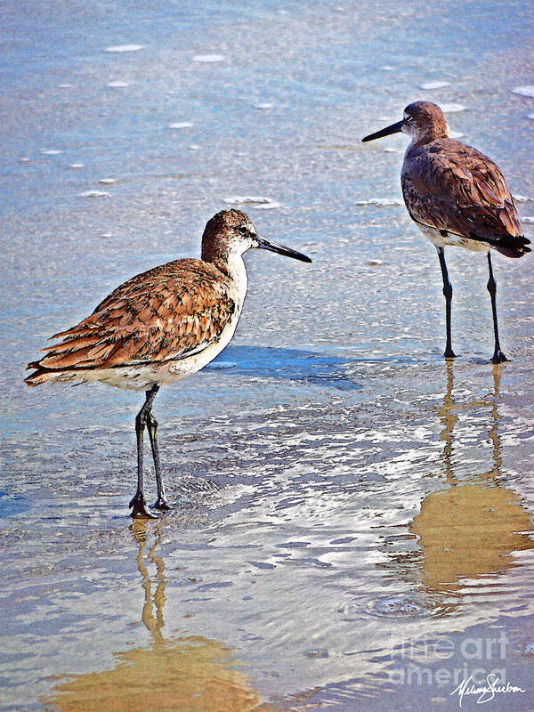 Watercolor Poster featuring the photograph Sea Birds No.4 by Melissa Fae Sherbon