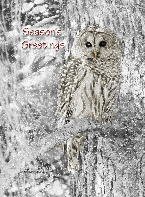 Owl Poster featuring the photograph Season's Greetings Card Winter Barred Owl by Jennie Marie Schell