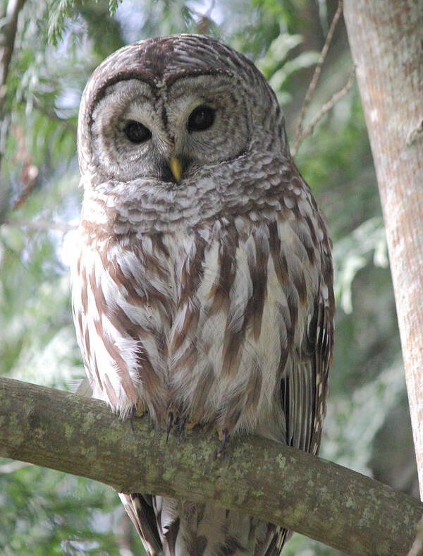 Owl Poster featuring the photograph Security Cam by Randy Hall