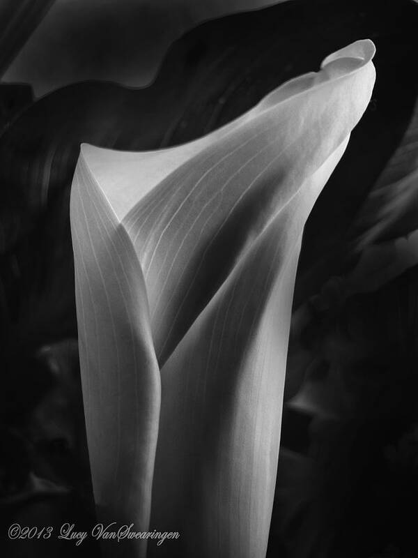 Calla Poster featuring the photograph Sensuous Calla by Lucy VanSwearingen