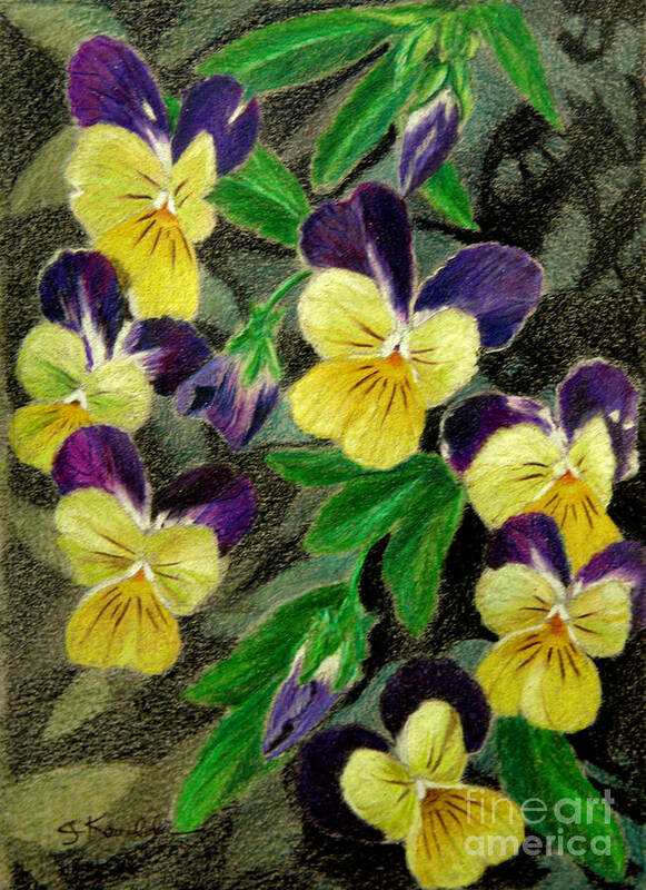 Pansy Poster featuring the drawing Show Off by Carol Kovalchuk