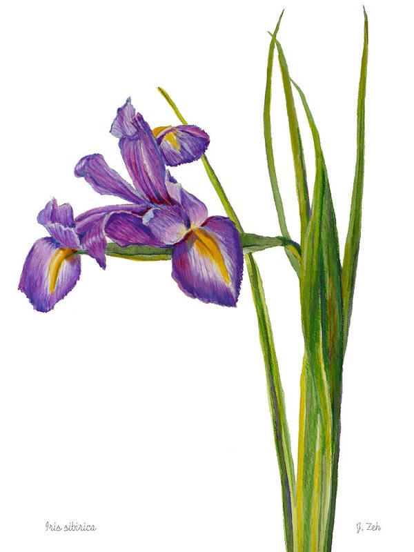 Iris Flower Poster featuring the painting Siberian Iris - Iris Sibirica by Janet Zeh