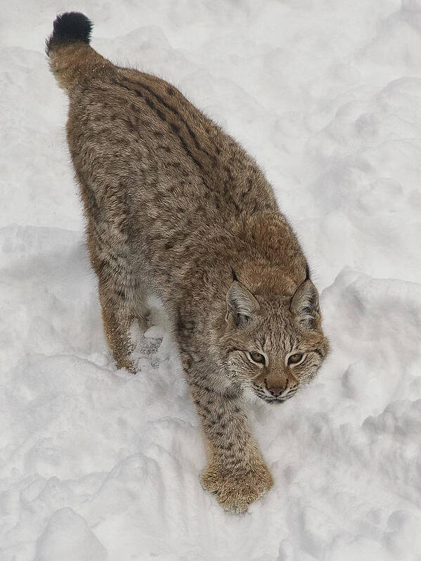 Siberian Lynx Poster featuring the photograph Siberian Lynx by Wade Aiken