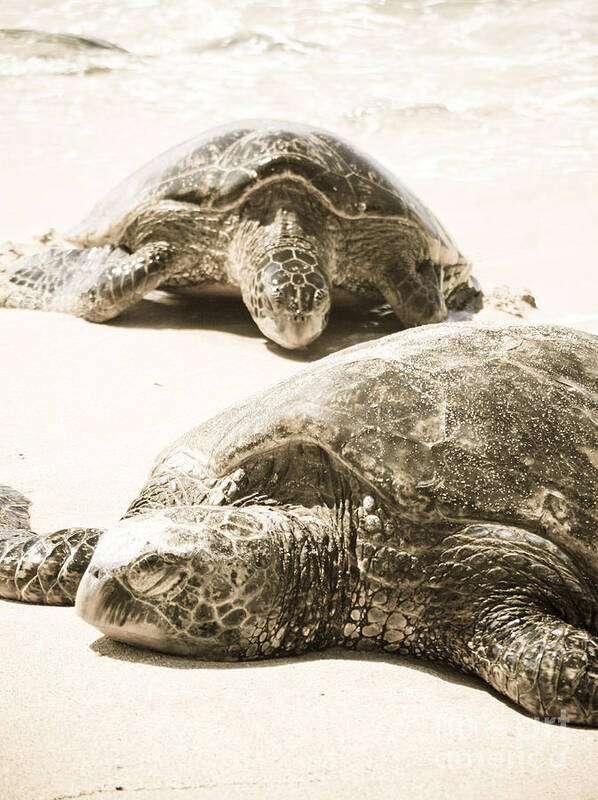 Sea Turtle Poster featuring the photograph Siblings by Laarni Montano