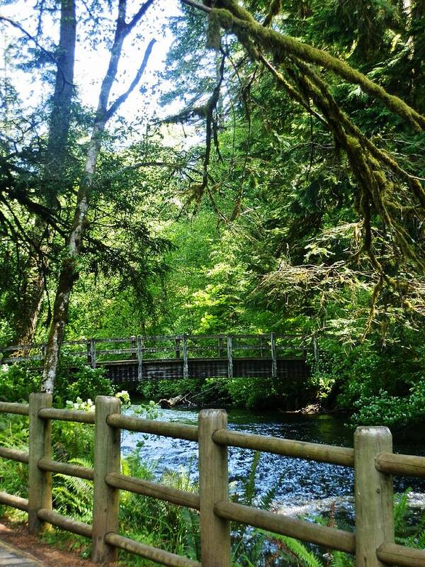 Trees Poster featuring the photograph Silver Falls Stream by VLee Watson