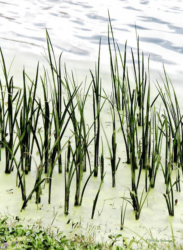 Reeds Canvas Print Poster featuring the photograph Slender Reeds by Lucy VanSwearingen