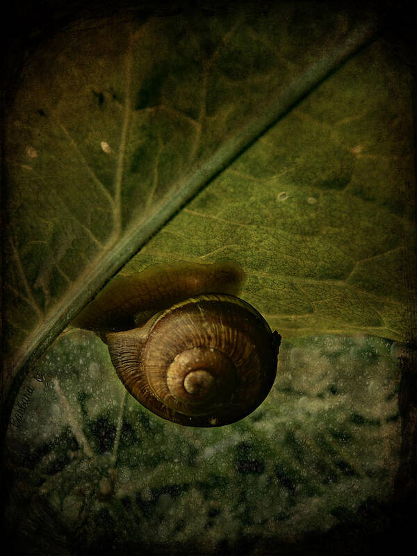 Snail Poster featuring the photograph Snail camp by Barbara Orenya