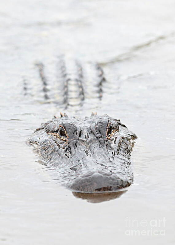 Alligator Poster featuring the photograph Sneaky Swamp Gator by Carol Groenen