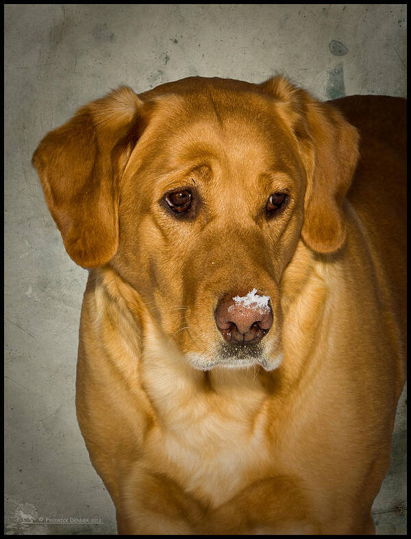 Dog Poster featuring the photograph Snow Nose by Fred Denner