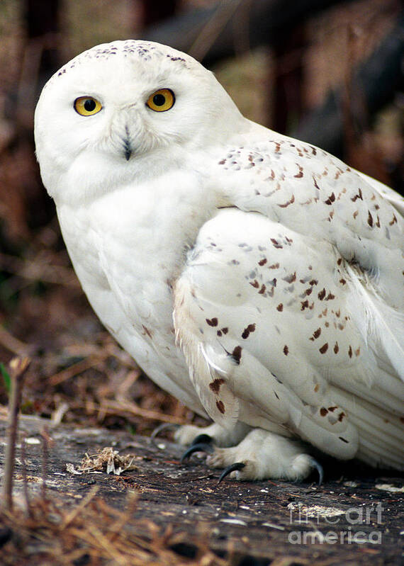 Snowy Owl Poster featuring the photograph Snowy Owl by Terry Elniski