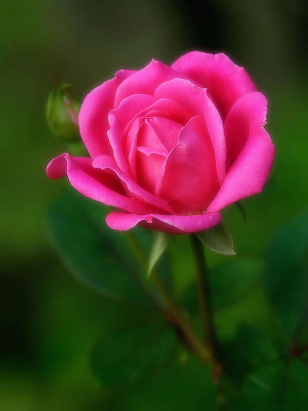 Soft Rose Poster featuring the photograph Soft Rose by Carolyn Derstine