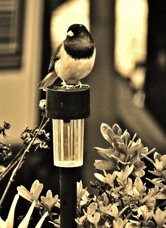 Bird Poster featuring the photograph Solar Light Sitting by VLee Watson