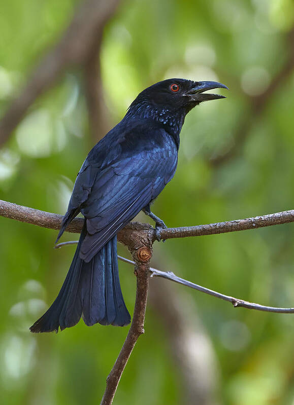 Martin Willis Poster featuring the photograph Spangled Drongo Calling Queensland by Martin Willis