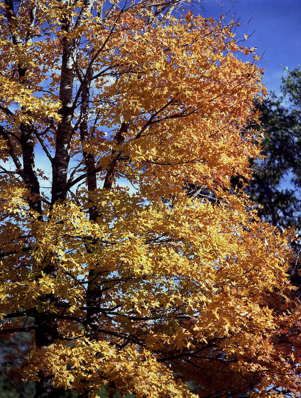 Spanish Oak Poster featuring the photograph Spanish Oak in the fall by Mark Langford