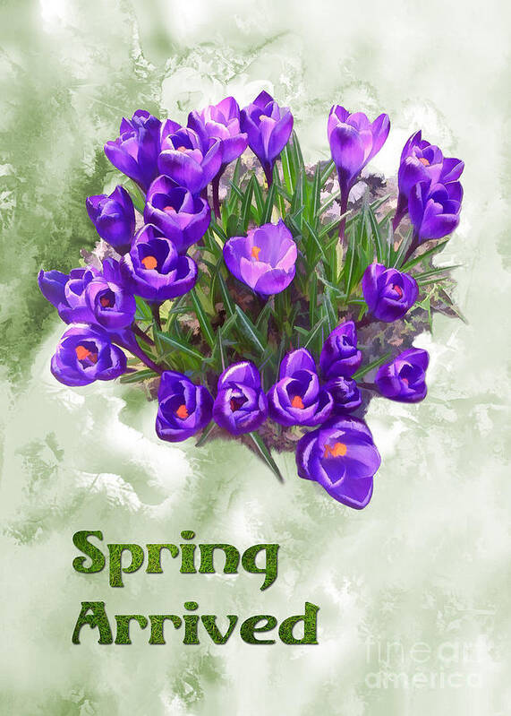 Spring Poster featuring the photograph Spring Arrived - Purple Giant Crocus by Gabriele Pomykaj