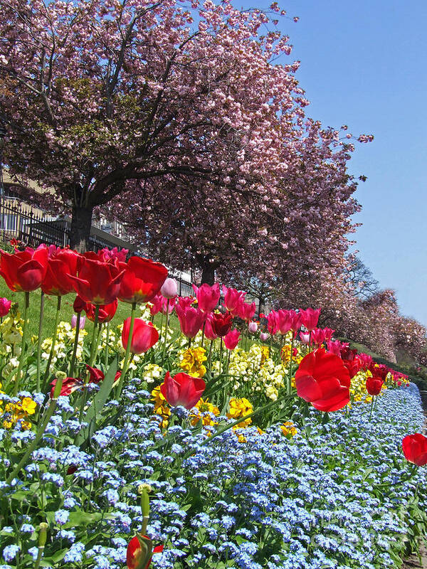 Edinburgh Poster featuring the photograph Spring Flowers - Edinburgh by Phil Banks