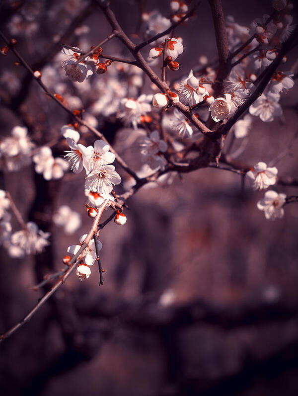 Plum Poster featuring the photograph Spring Has Come by Yuka Kato