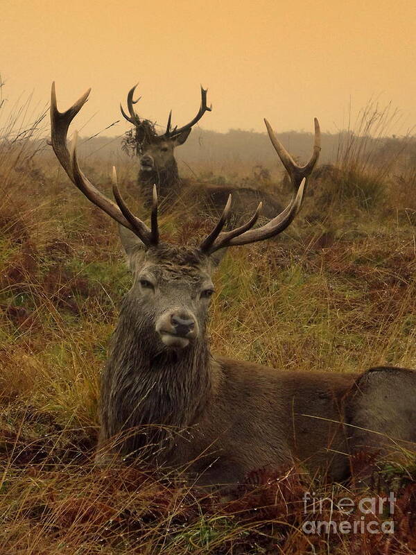 Deer Poster featuring the photograph Williams Fine Art Stag Party The Series by Linsey Williams