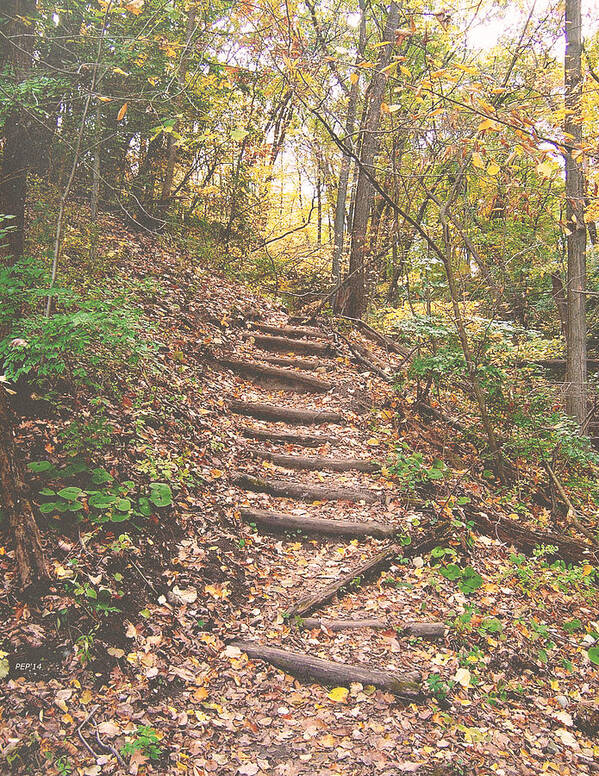 Photography Poster featuring the photograph Stairs Into The Forest by Phil Perkins