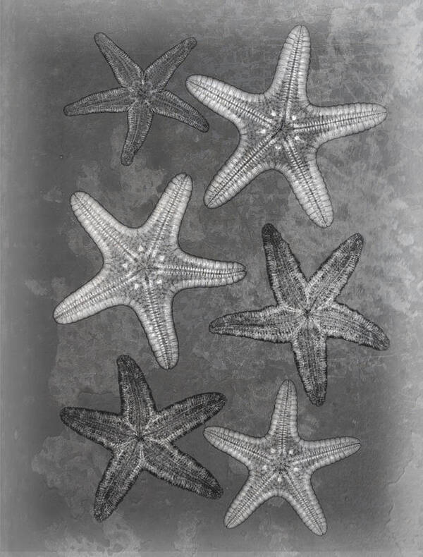 X-ray Art Poster featuring the photograph Starfishes X-ray Art by Roy Livingston