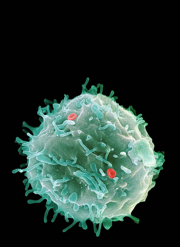 Erythrocyte Poster featuring the photograph Stem Cell by 