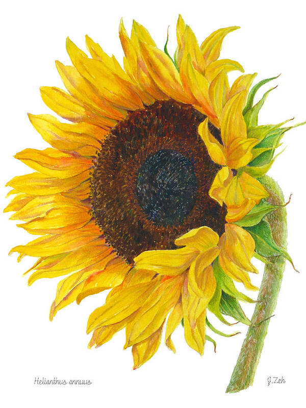 Sunflower Poster featuring the painting Sunflower - Helianthus annuus by Janet Zeh